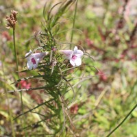 <i>Parasopubia delphiniifolia</i>  (L.) H.-P.Hofm. & Eb.Fisch.